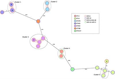 Phenotypic and molecular characterization of IMP-producing Enterobacterales in Spain: Predominance of IMP-8 in Klebsiella pneumoniae and IMP-22 in Enterobacter roggenkampii